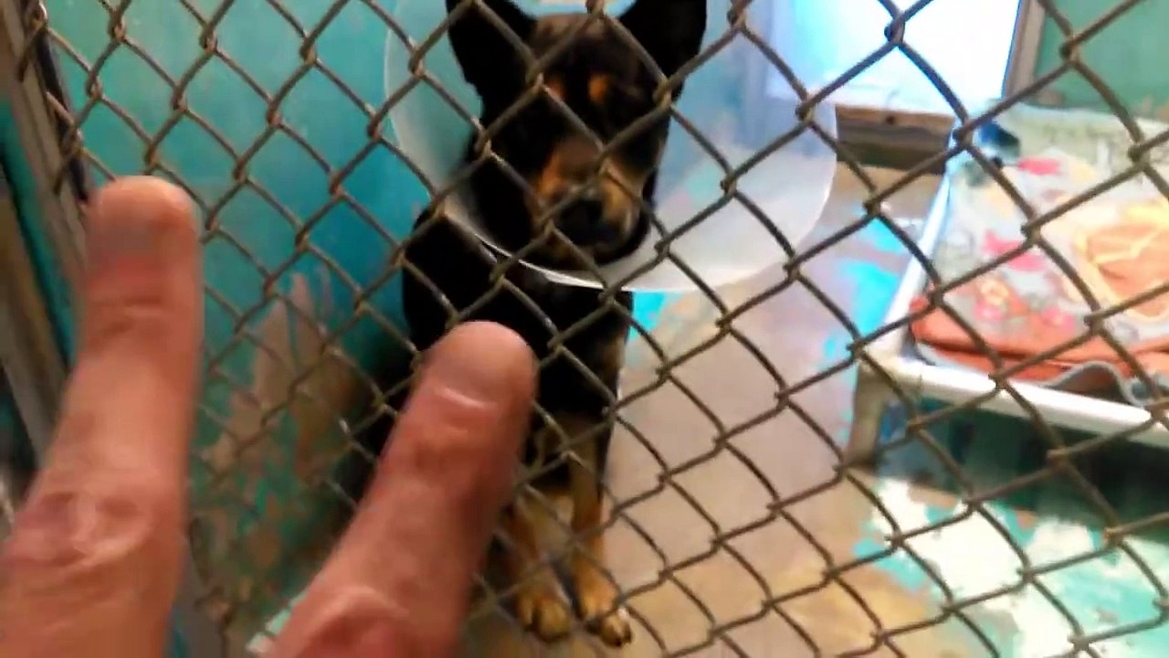 Old film❤️ 3 Little Doggie: Mister Simba & Bailey & about 20 Big Doggies At HSSAZ shelter❤️9-20-2017