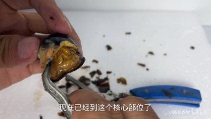 Will it die if you remove the shell of the snail? The results were astonishing