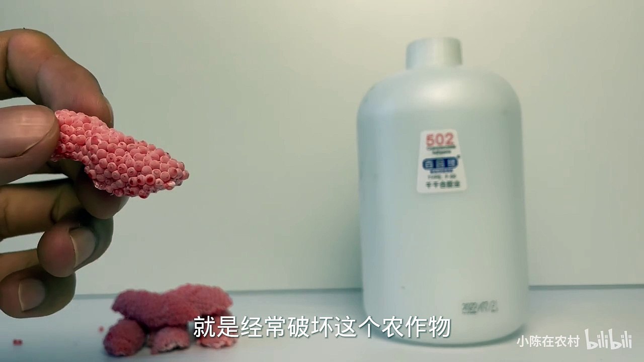 What happens if you put Fushou snail eggs in 502 glue and soak them for 4 days?