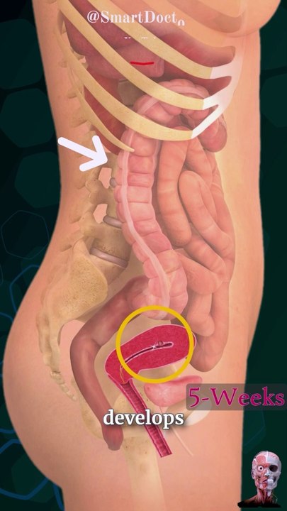 ٥٢٠ ٤ ٦٦ Smart Doctor  Pregnancy in 18 sec  . . . . #pregnancy #baby #anatomy #heart #pregnancy #pregnant  #medicina #doctor #america #माहवारी #月経 #임신 #妊娠 #gravidez #fetal #shorts #viral #Childbirth #new_life #طفل #infant #베이비 #Infant #सन #ولادة #an