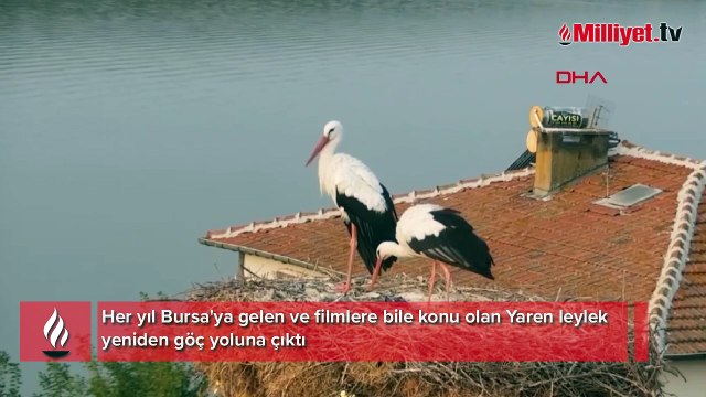 Tam 13 kez geldi! Yaren leylek göç yoluna çıktı