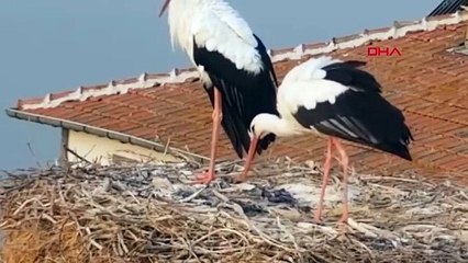 Bursa'da Yaren leylek göç yoluna çıktı