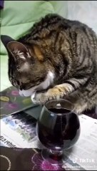 Chat du Vigneron 🍇