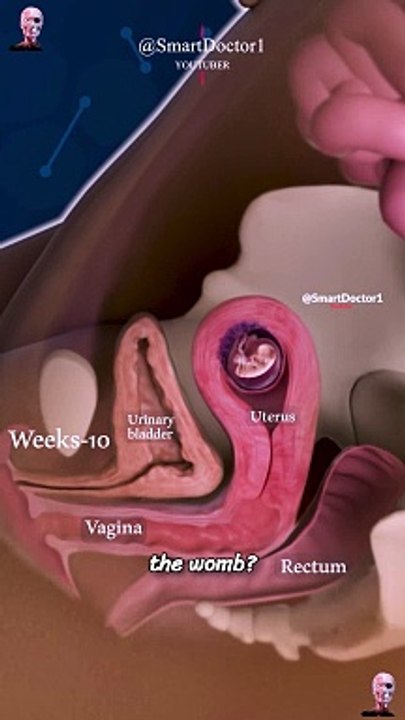 Pregnancy weeks in 23 sec.   . . . . #pregnancy #baby #pregnant #babyboy #babygirl #babylove #anatomy #heart #medicina #doctor #america #माहवारी #月経 #gravidez #fetal #love #shorts #viral #Childbirth #new_life #طفل #infant #ベイビー #베이비 #Infant #सन्