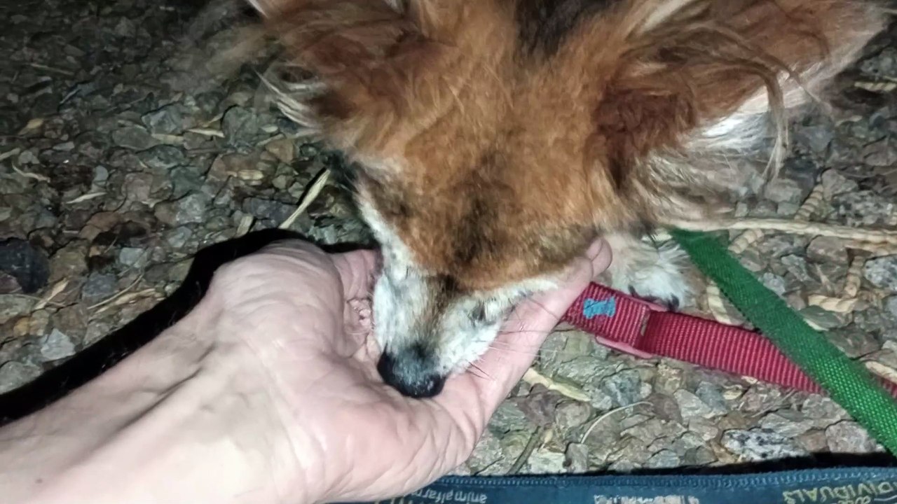 Ozzyta Villanova Paco; Paco went 4 car ride earlier so it took him a little longer to get focused VID_20240820_205537927