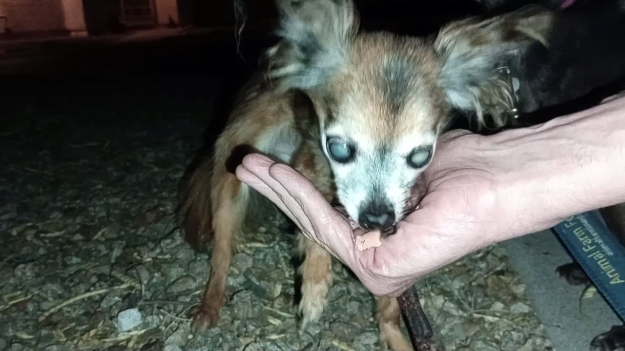 Ozzyta Villanova Paco; females ate all hot dog I had so I didn't have any 4 Paco, so he relaxed VID_20240822_205328586