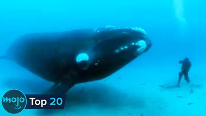 Top 20 Most Massive Animals of All Time