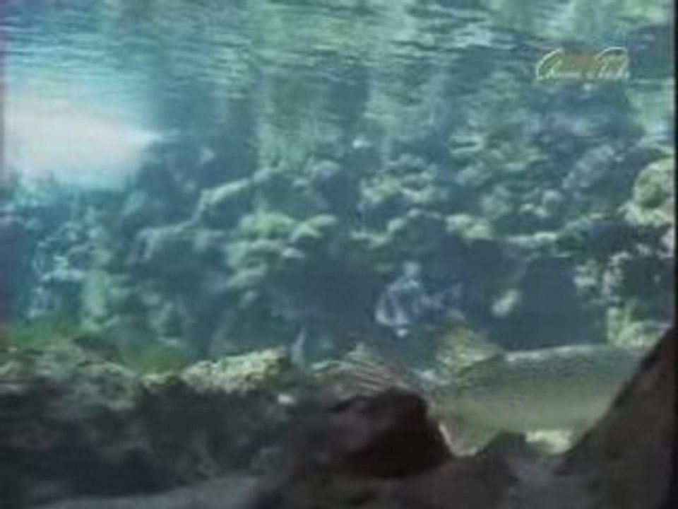 Pêche Sandre et brochet partie 2-1