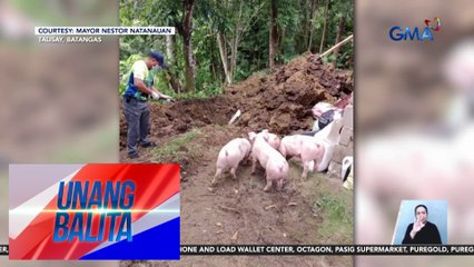Dept. of Agriculture – Nabungkal na libingan ng mga baboy na dati nang nagka-ASF, isa sa mga dahilan ng pagkalat ng virus | Unang Balita