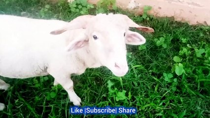 Karachi Pakistan View and Some rainy day clips | Pakistan