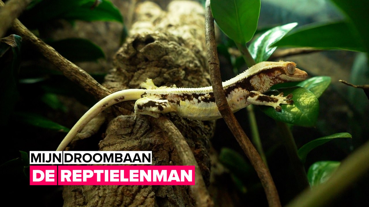 Mijn droombaan: de reptielenman