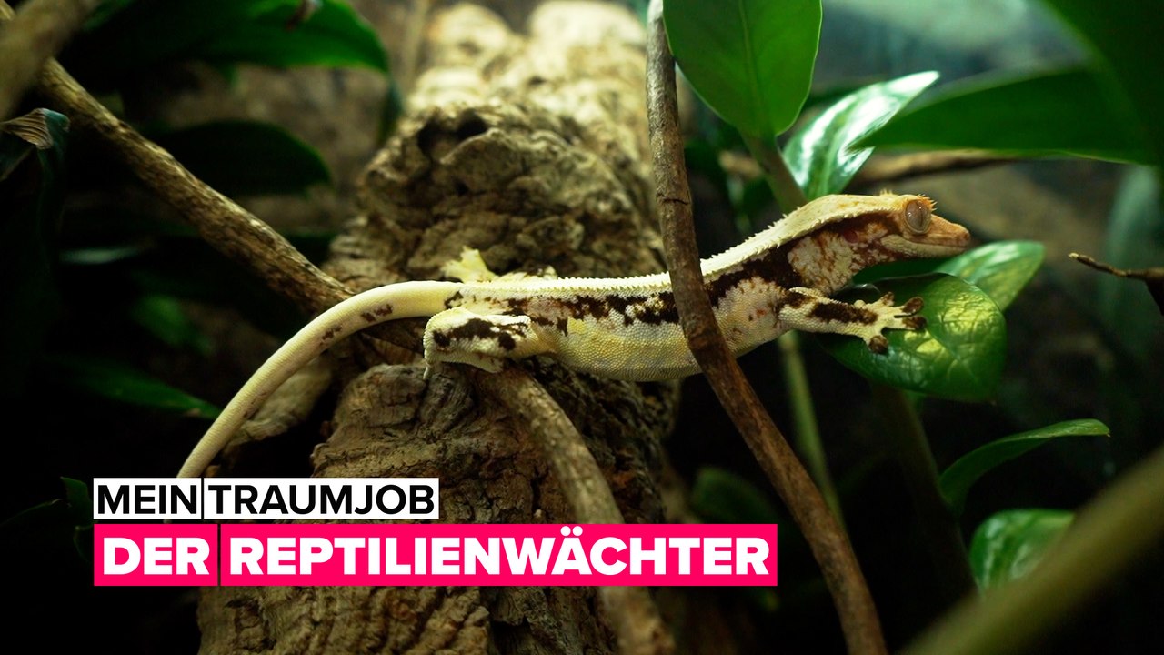Mein Traumjob: Der Reptilienmann