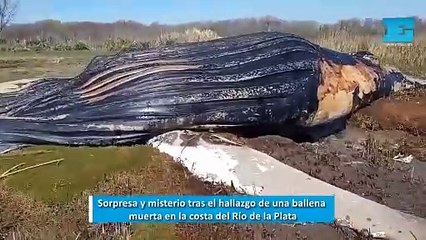 Sorpresa y misterio tras el hallazgo de una ballena muerta en la costa del Río de la Plata