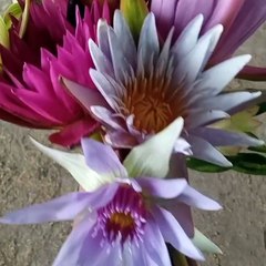 Behold the exquisite beauty of freshly cut lotus flowers