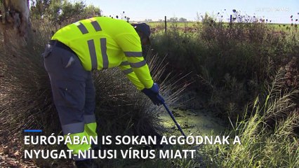 Európában is sokan aggódnak a nyugat-nílusi vírus miatt