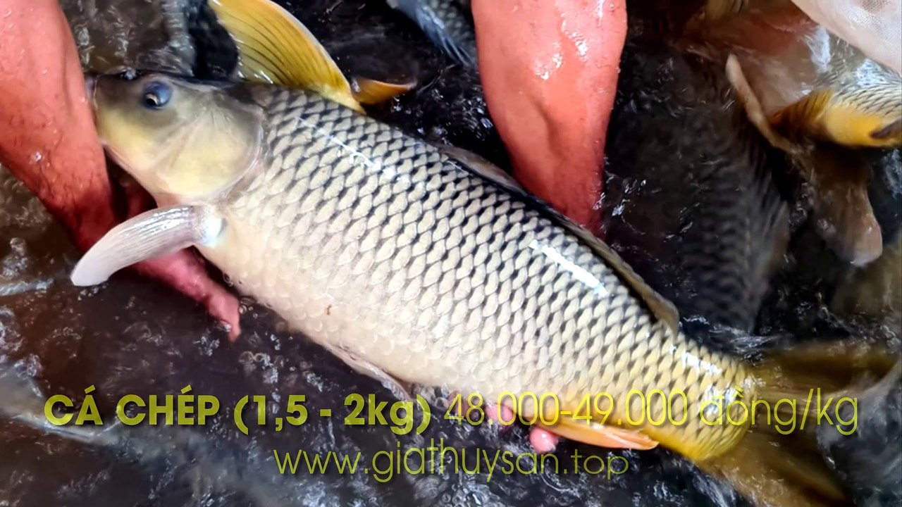 Giá Cá Miền Đông 27/8/2024 ✅ Thị trường Cá Ếch Đông Nam Bộ: Tây Ninh, Bình Dương, Đồng Nai, Vũng Tàu