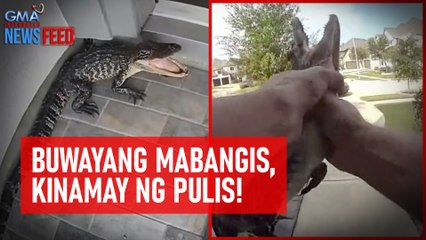 Buwayang mabangis, kinamay ng pulis! | GMA Integrated Newsfeed