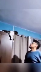 kittens and their crazy things #short video #animals