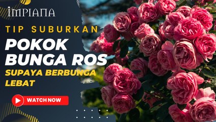 Tip Suburkan Pokok Bunga Ros Supaya Berbunga Lebat