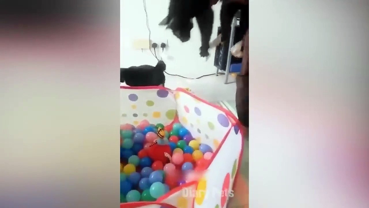 Funniest_Animals_2024__New_Funny_Cats_and_Dogs_Videos__Part(720p)