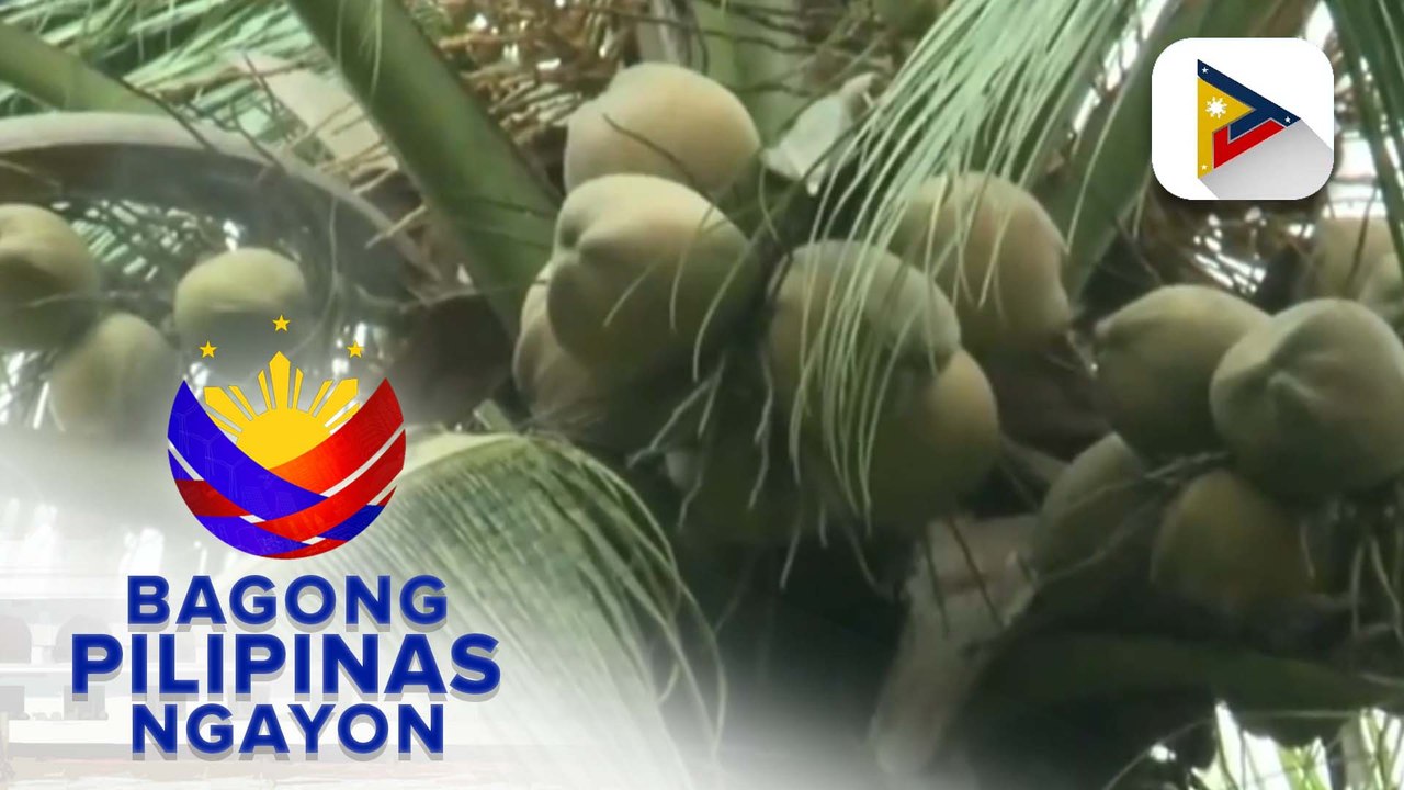 PBBM, inaprubahan ang karagdagang pondo para sa coconut planting or replanting at fertilization program ng PCA