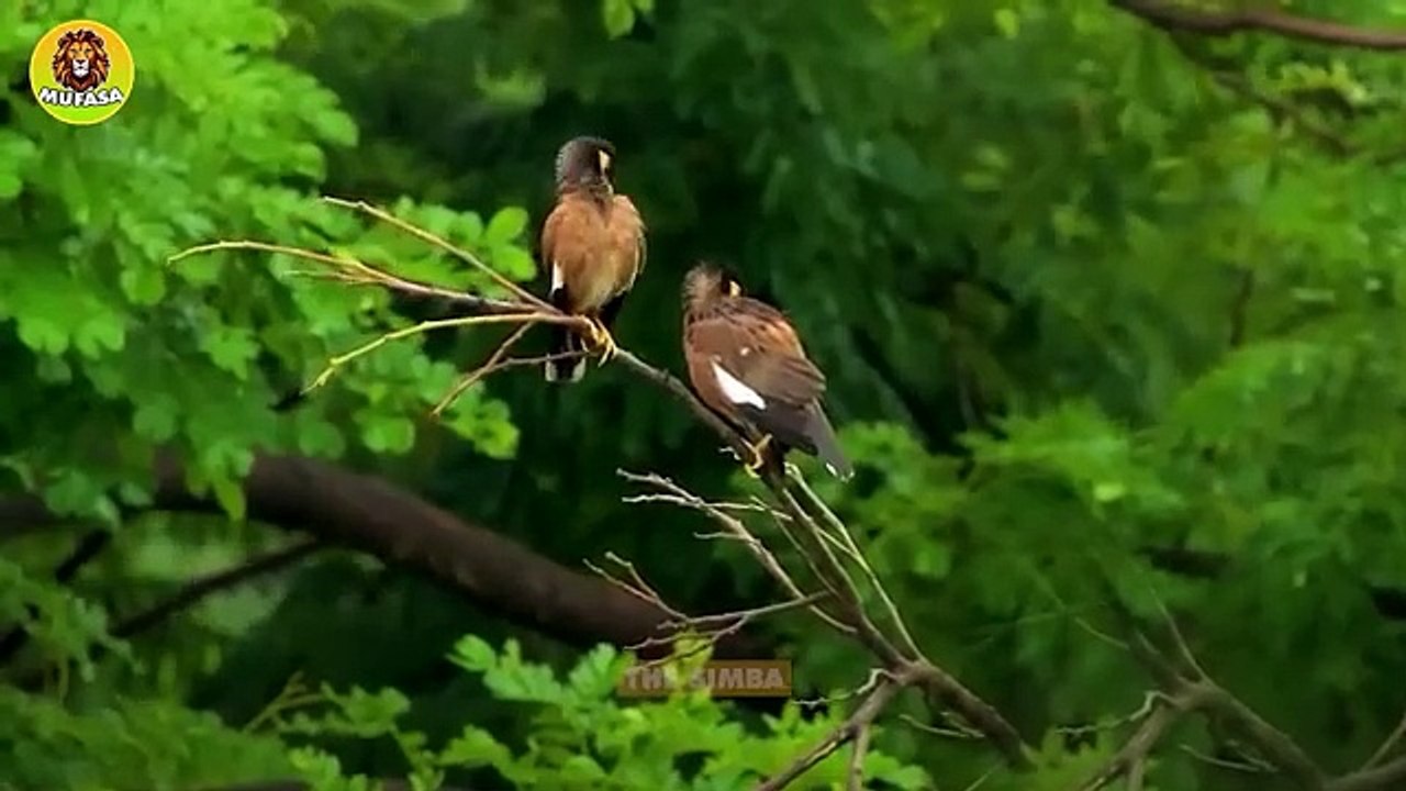 Tragic Fate of the Hyena Wild Dogs Destroyed Whole Hyena Clan  Nature and Animal documentaries