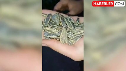 Çekirdek Paketinden Fare Çıktı, Gençler Şaşkına Döndü