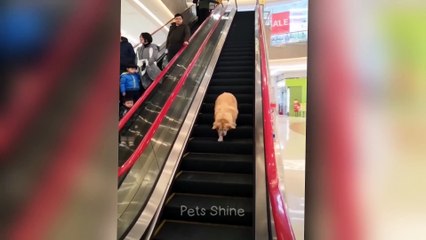 Try not to laugh with these funniest animals  (1080p, h264, youtube)