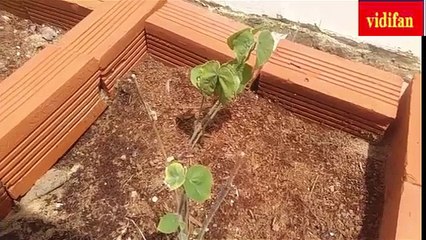 công dụng cây cối xay