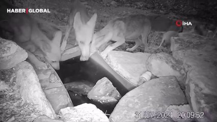 Ormanda su içen kurt yavruları fotokapana takıldı