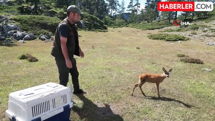 Vatandaşların yaralı halde bulduğu karaca yeniden doğaya salındı
