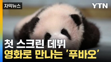 [자막뉴스] 스크린으로 만나는 푸바오...'안녕, 할부지' 9월 4일 대개봉 / YTN