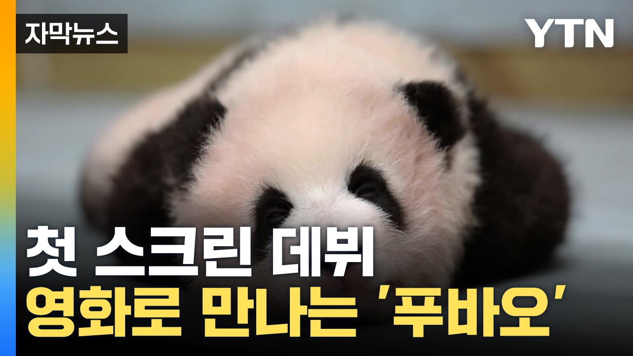 [자막뉴스] 스크린으로 만나는 푸바오...'안녕, 할부지' 9월 4일 대개봉 / YTN