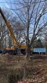 Tree Removal in Manassas VA