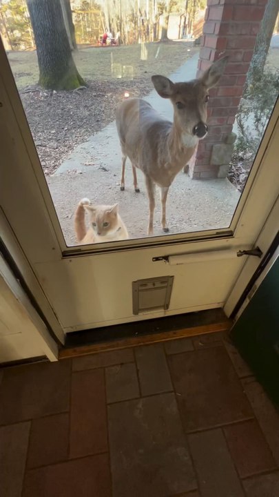 "I Am Almost Home From Vacation But Here Is A Little Video Till I Get There Yes I Missed Them All Terribly Follow For More"....!!