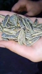 Üstelik ‘Lezzet ödülü’ var! Çekirdeğin içinden öyle bir şey çıktı ki...