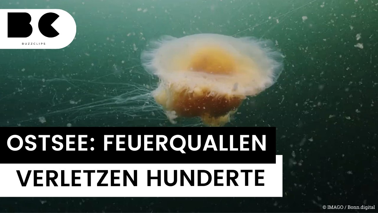 viele-verletzte-wind-treibt-hunderte-feuerquallen-an-beliebte