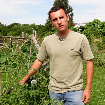 Faut-il tailler ses pieds de tomates ?