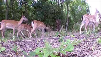 Deer caught trespassing on railway line