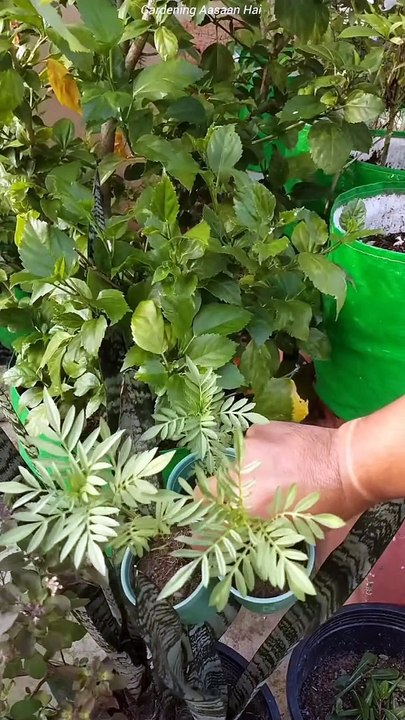 Seeds ko konse container mei ugaye -- seedlings tray,pots,paper cups in which you can easily grow winter seeds . . . . . . #winter #seeds #container #pot #grow #gardening #tips #terracegardening #reelvideo #gard