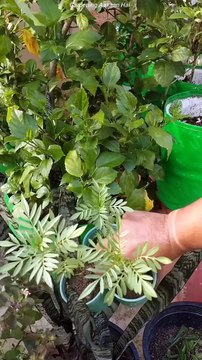 Seeds ko konse container mei ugaye seedlings tray,pots,paper cups in which you can easily grow winter seeds . . . . . . #winter #seeds #container #pot #grow #gardening #tips #terracegardening #reelvideo #gard
