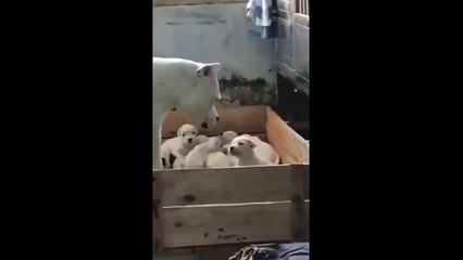Ce chiot ne respecte même pas sa propre maman