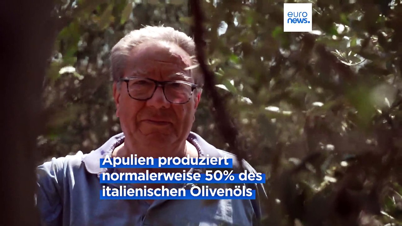 Trockenheit: Italienische Olivenölproduktion in Gefahr