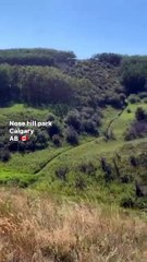 PARK,,,this is a beautiful park here is a grass,bushes