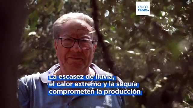 El calor extremo tiene efectos devastadores sobre la producción de aceite de oliva en Italia