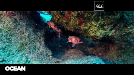 Versenyfutás az idővel: a melegedő tenger a lenti ökoszisztéma pusztulását vetíti előre