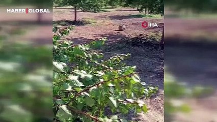 Elazığ’da etkili olan fırtına ağaçları ikiye böldü