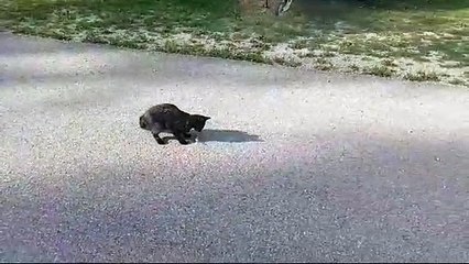 Download Video: Tom e Jerry in un parcheggio di Vienna: alla fine... vince il topo