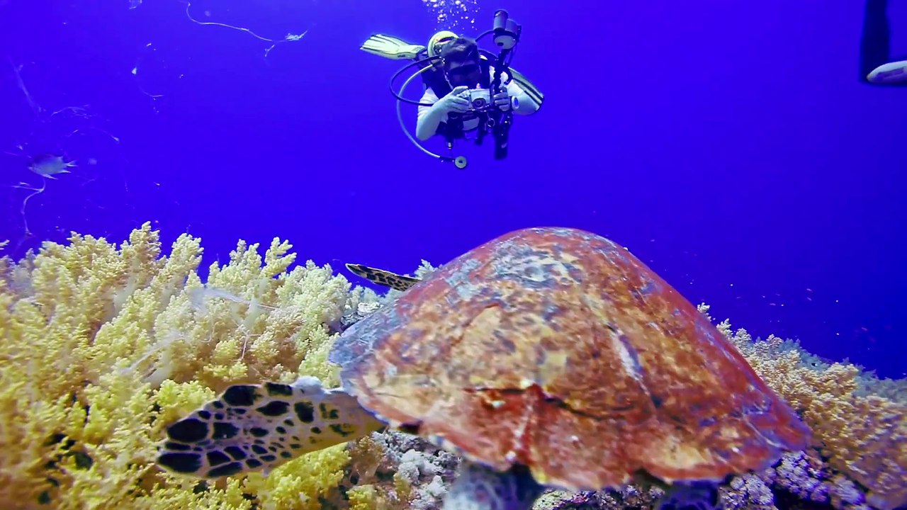 Brother Islands, a Scuba Dive Adventure Trailer OV