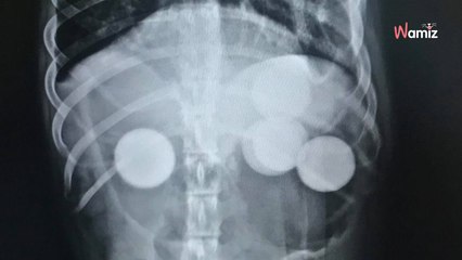 La balle de golf est introuvable : un regard à son chien et... il court chercher de l'aide en urgence